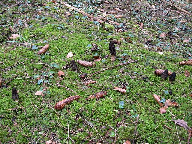 Le prime specie primaverili